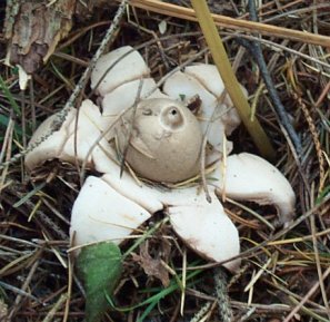 Gastre sessile ou Geastrum sessile ou Geastrum fimbriatum