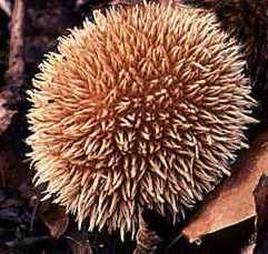 Vesse hrisson ou lycoperdon echinatum