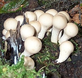 Vesse de loup en forme de poire ou Lycoperdon periforme