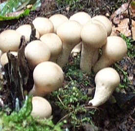 Vesse de loup en forme de poire ou Lycoperdon periforme