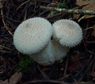 Vesse de Loup Perle ou Lycoperdon perlatum