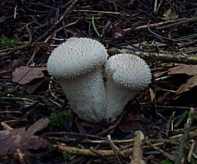 Vesse de loup perle ou lycoperdon perlatum