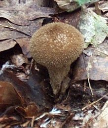 Vesse de loup brune ou Lycoperdon umbrinum