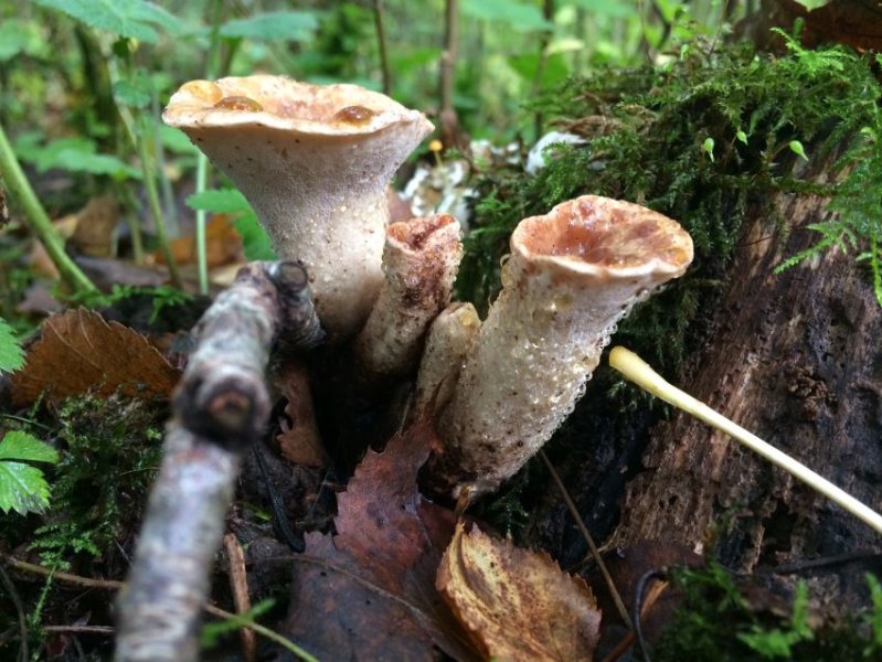 polyporus.JPG