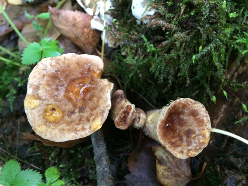 polyporus 2.JPG