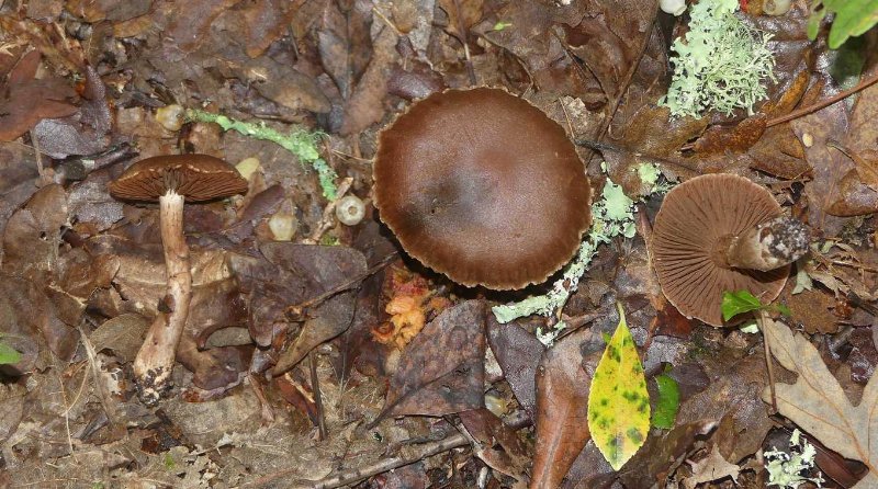 champignon inconnu.jpg