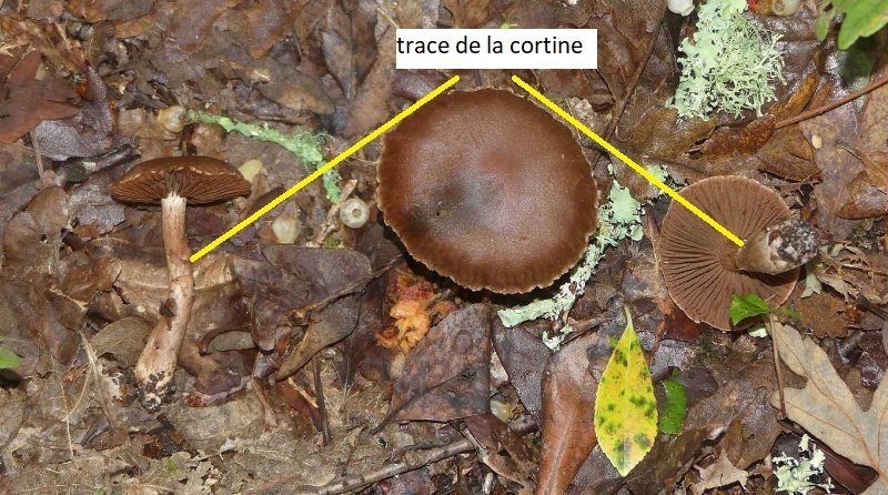 champignon inconnu.jpg