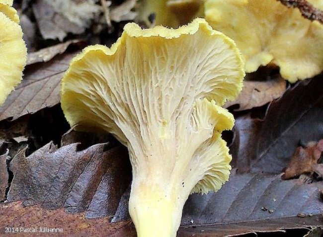 Craterellus_melanoxeros_2014_pj_1.jpg