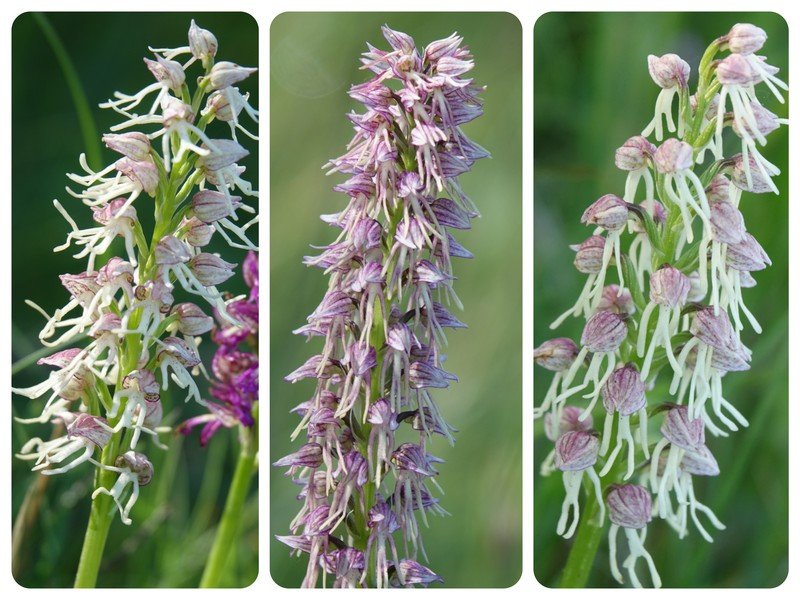 DSC07600_Fotor_Collage - Copie.jpg