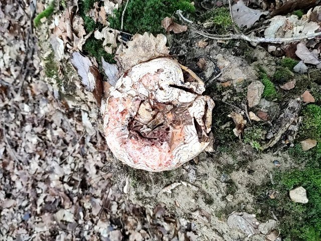 fungus_2022-01-23-16-29-49.jpg