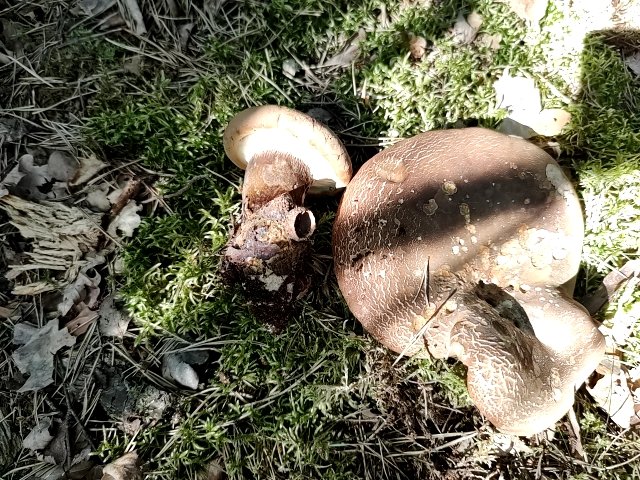 fungus_2022-07-08-11-11-50.jpg