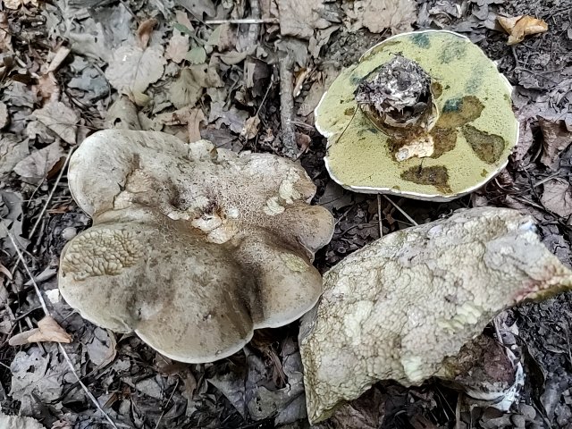 fungus_2022-08-21-19-08-32.jpg