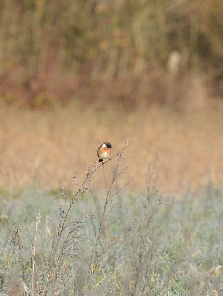 DSC_2180.JPG