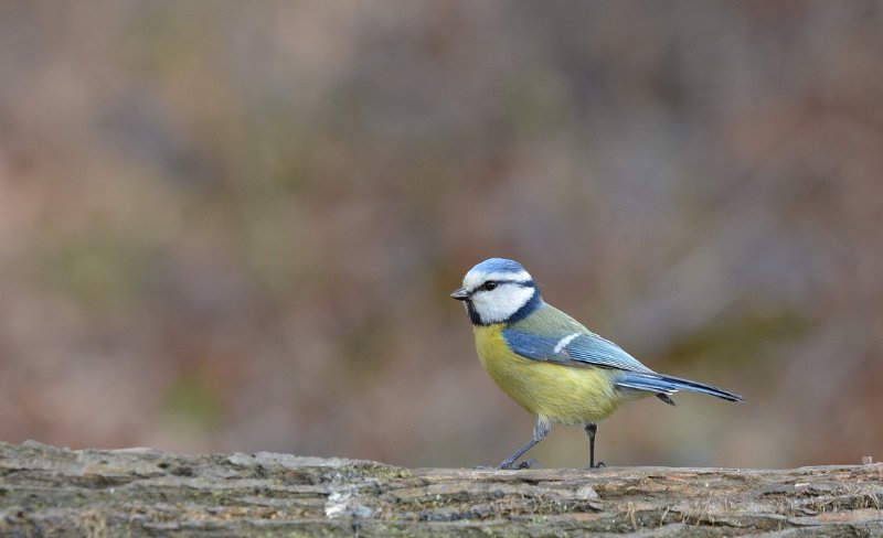 DSC_3316.JPG